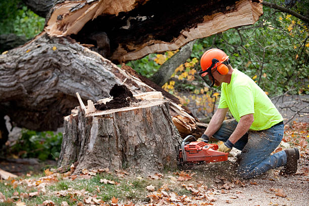 Best Tree and Shrub Care  in USA